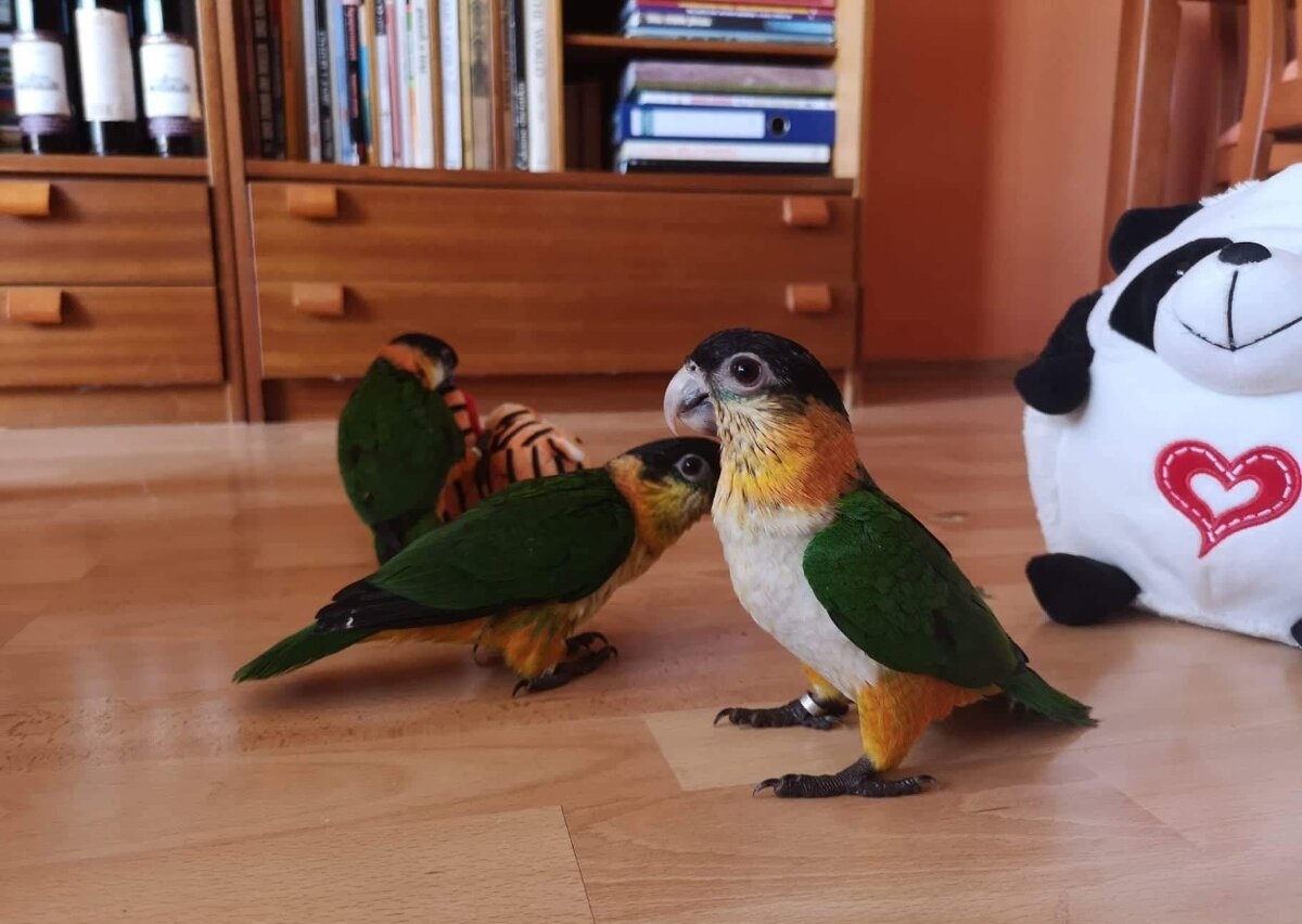 Каик птенцы ручные выкормыши, клетки вольеры