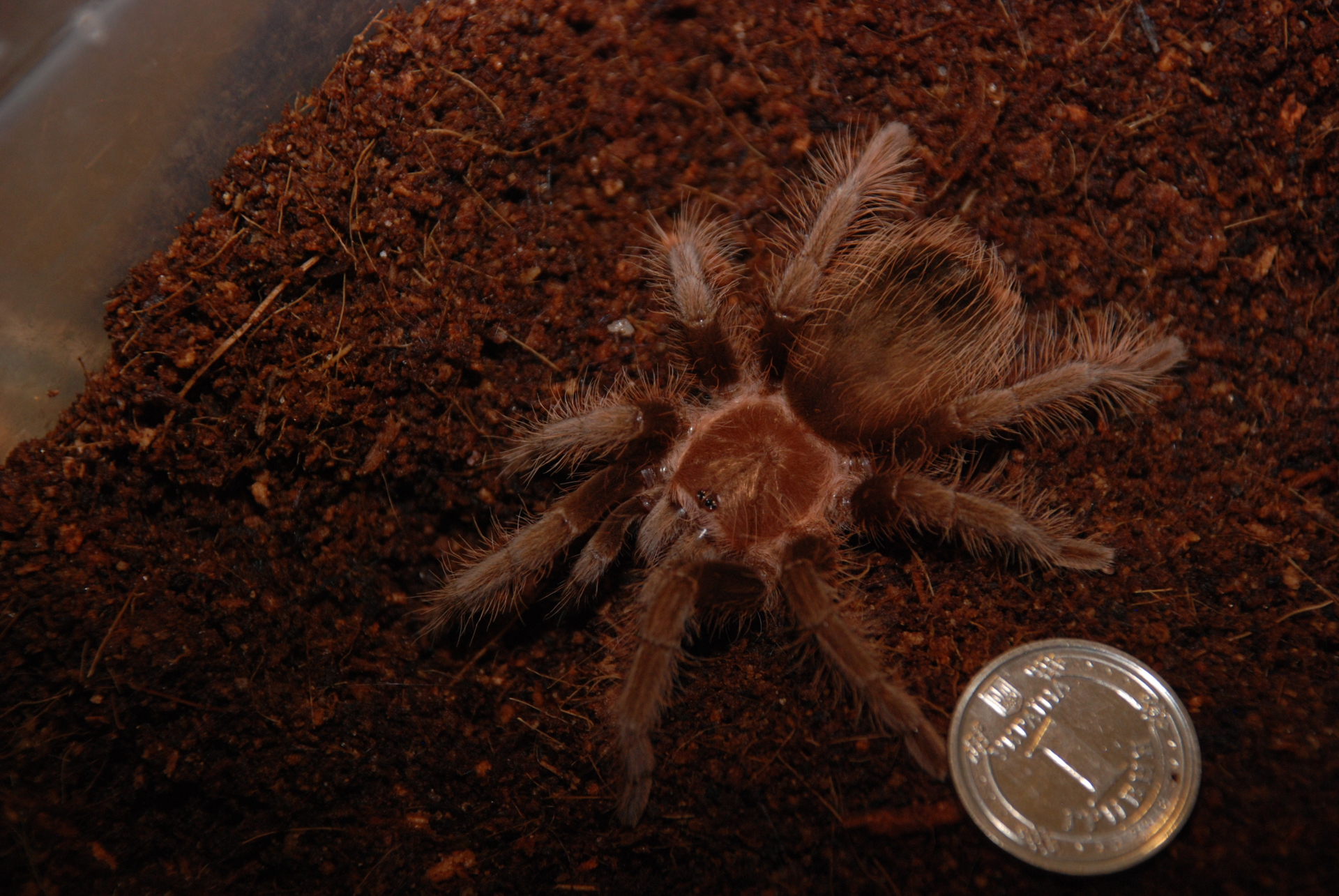 Большой паук - брахипельма альбопилосум. Самки и самцы от 5 см
