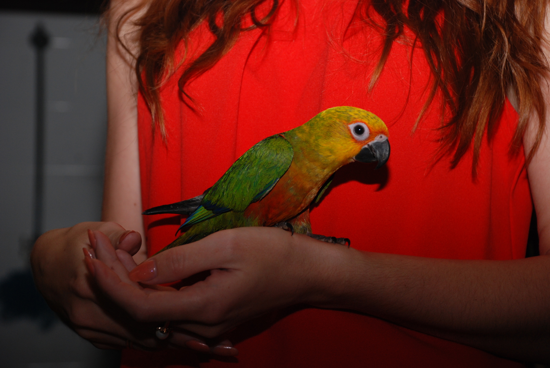 Аратинга - ара в миниатюре - самый ручной и способный попугай