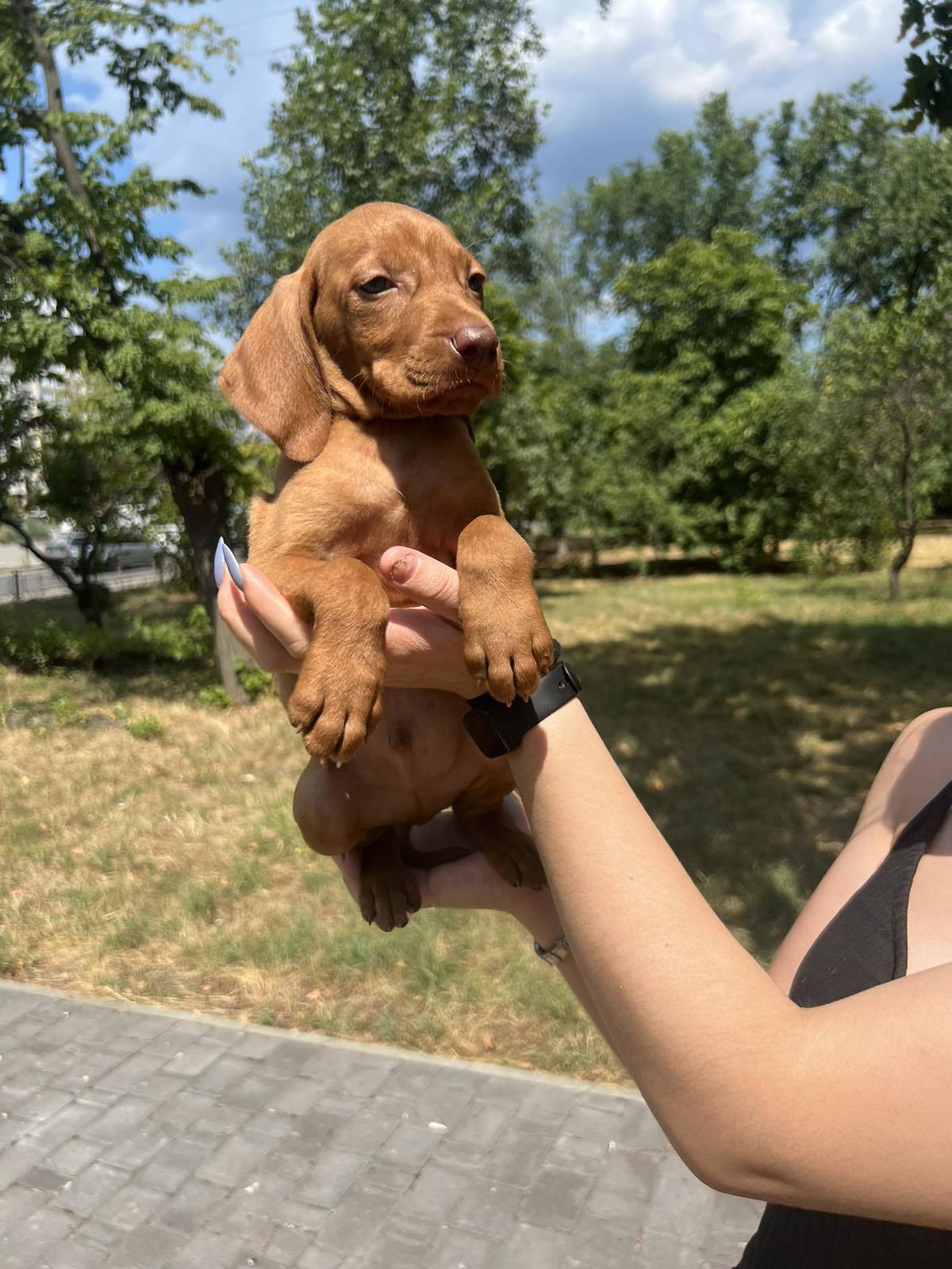 Угорська Вижла, венгерская вижгла, цуцики дівчата з щепленнями