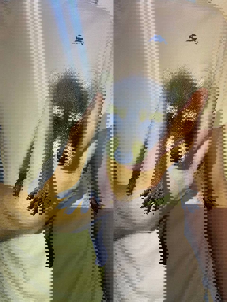 цуценя єнот, єнотик ручний, малюки єнота, енот ручной