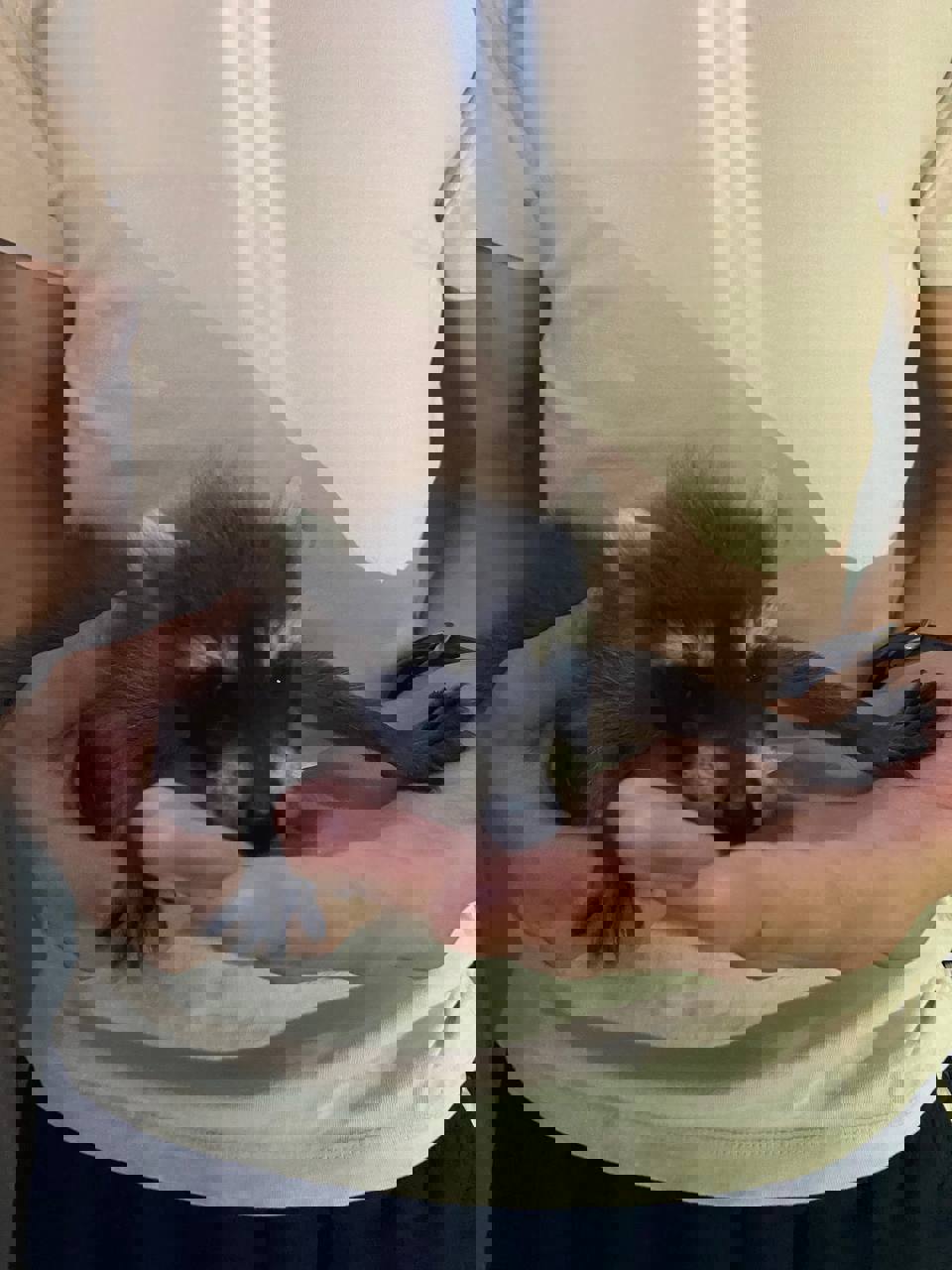 цуценя єнот, єнотик ручний, малюки єнота, енот ручной