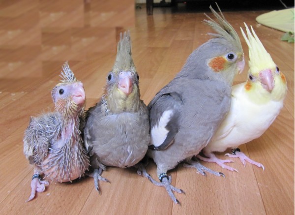 Нимфа, Карелла, Корелла, говорящие попугаи и клетки к ним