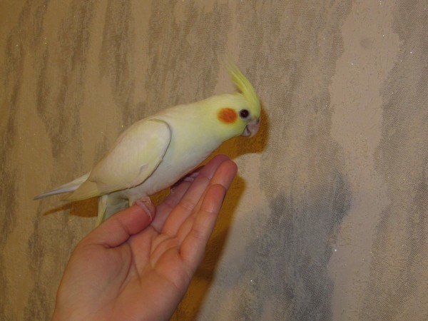 Нимфа, Карелла, Корелла, говорящие попугаи и клетки к ним