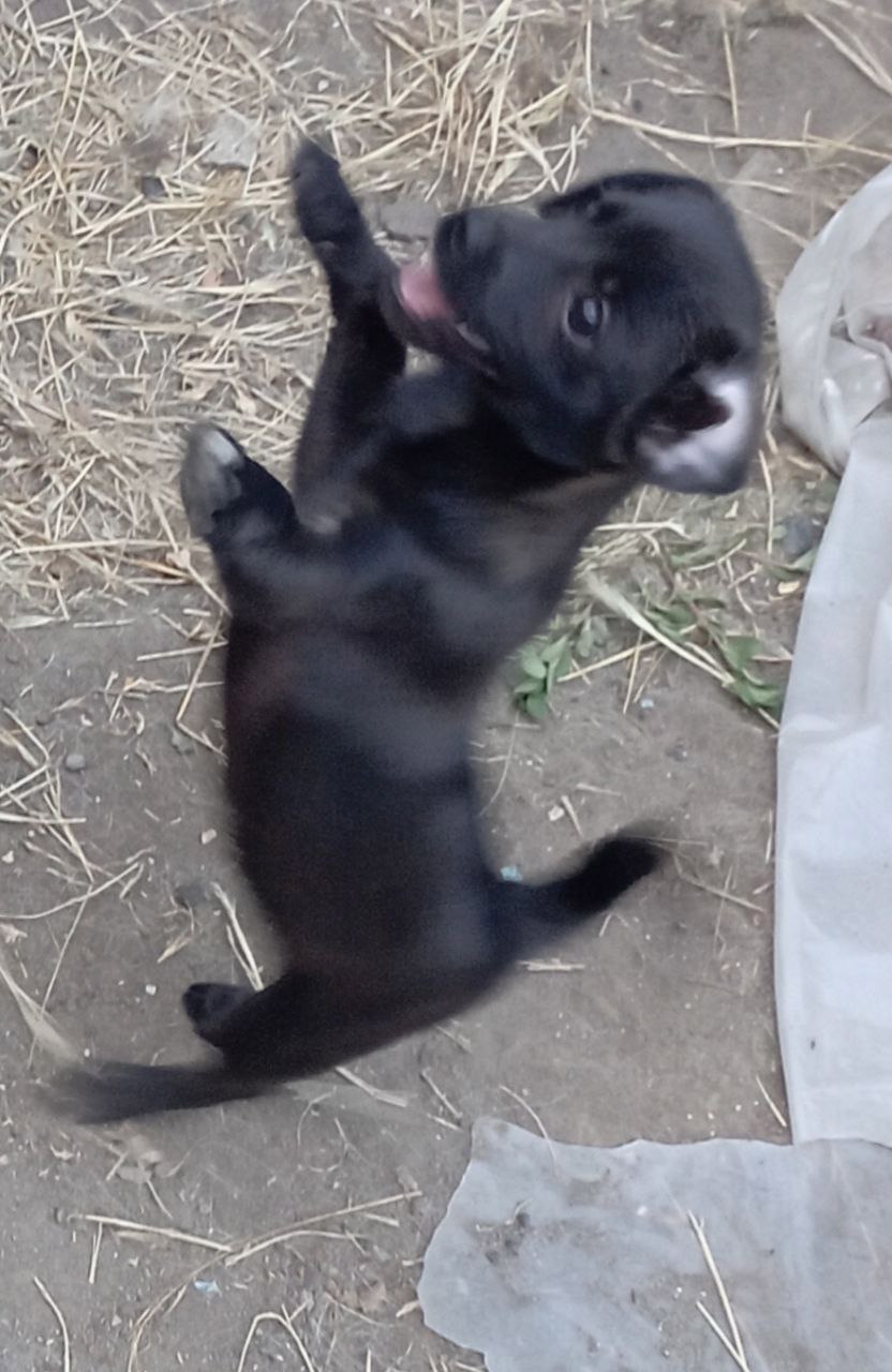 Шукають свій дім 🐾