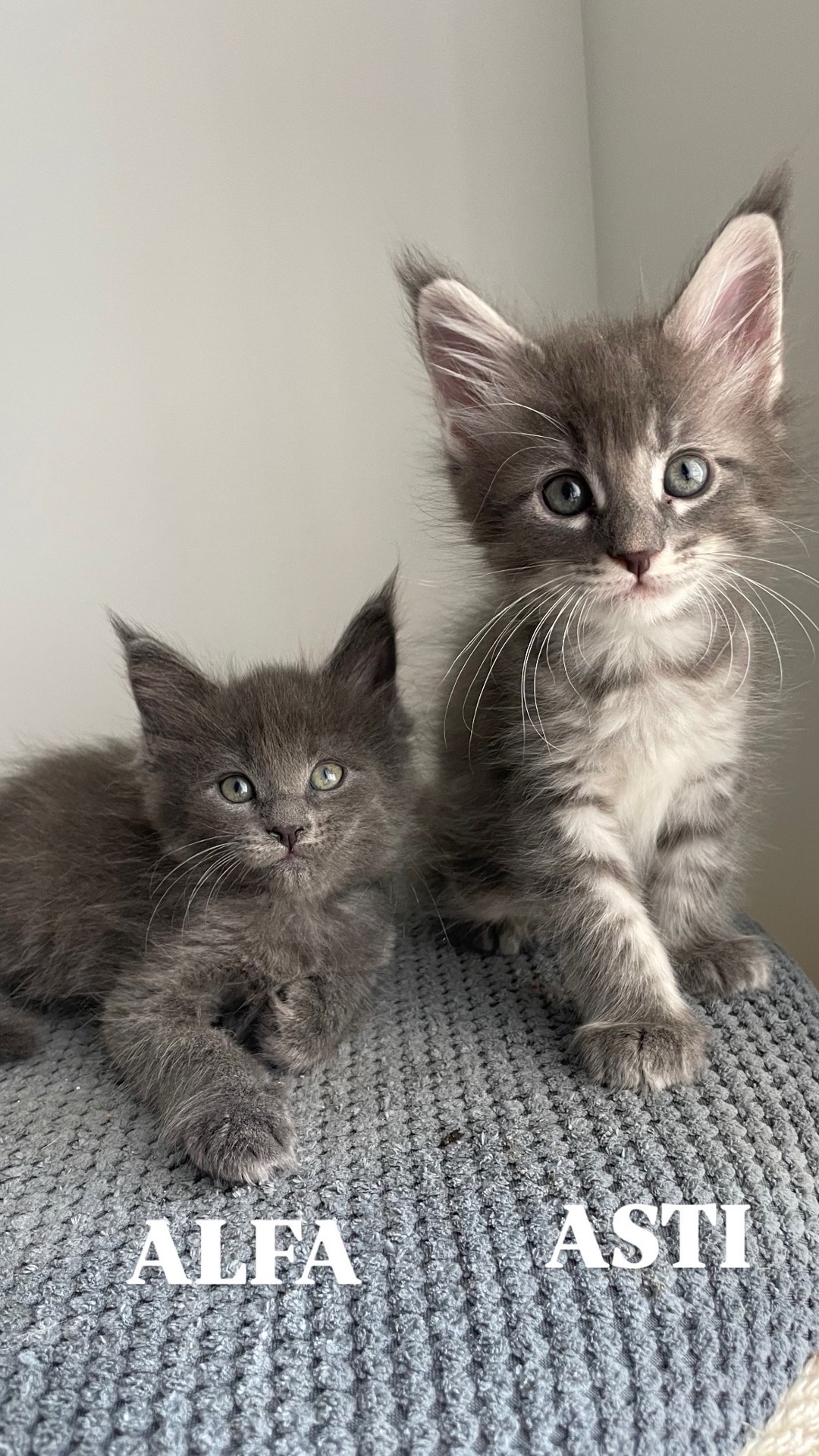 Найніжніші дівчатка Мейн-кун шукають люблячих pet батьків