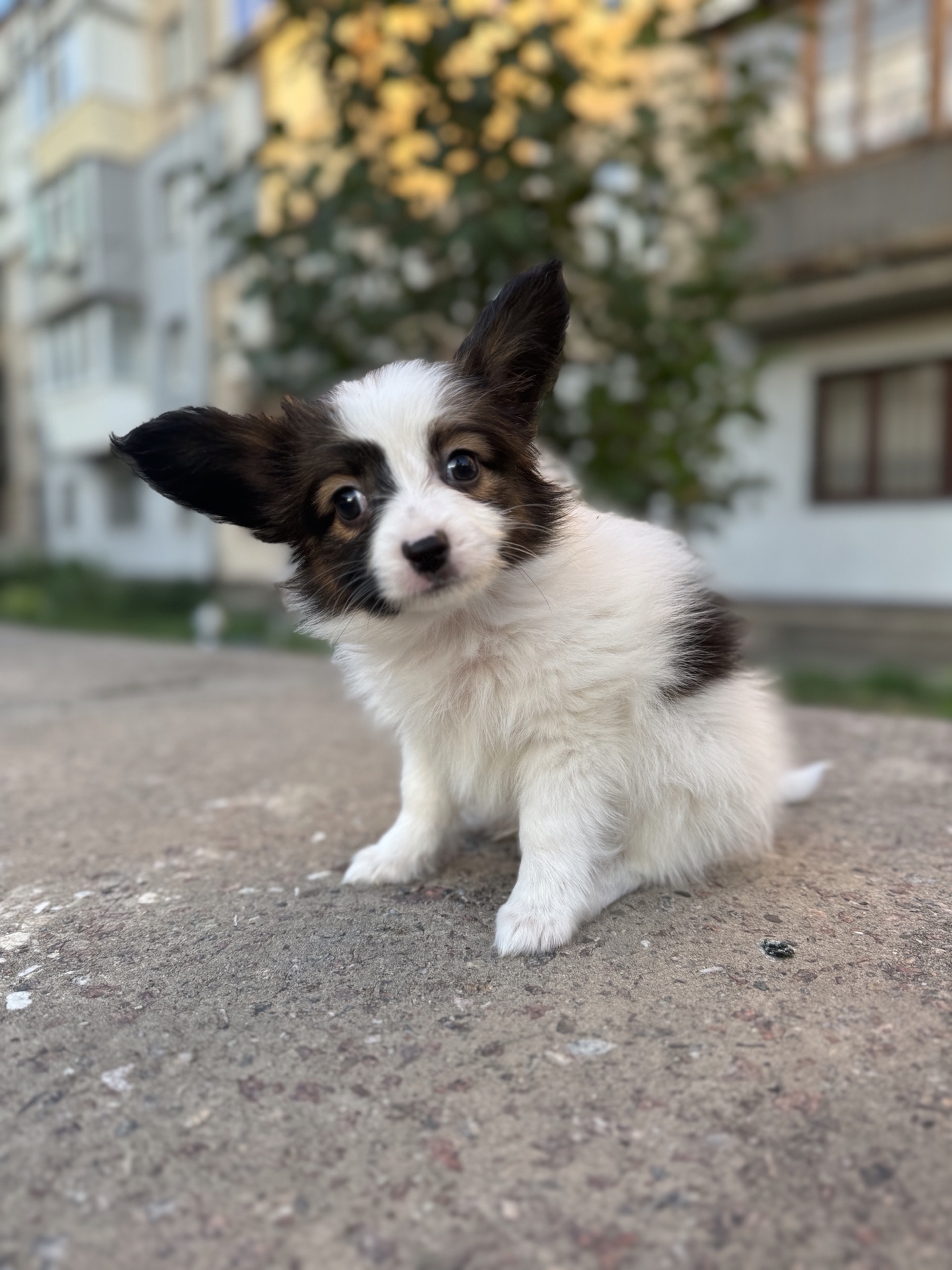 Щенки папильона бабочки