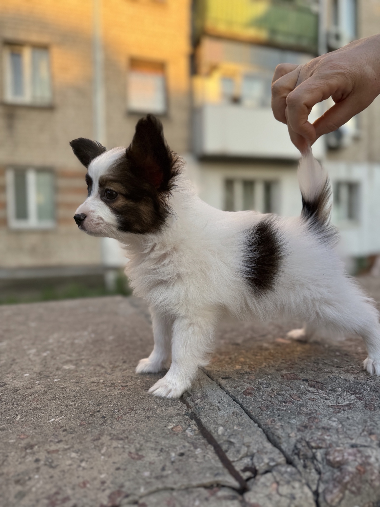 Щенки папильона бабочки