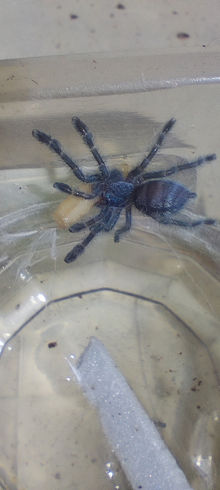 Caribena Versicolour (avicularia)