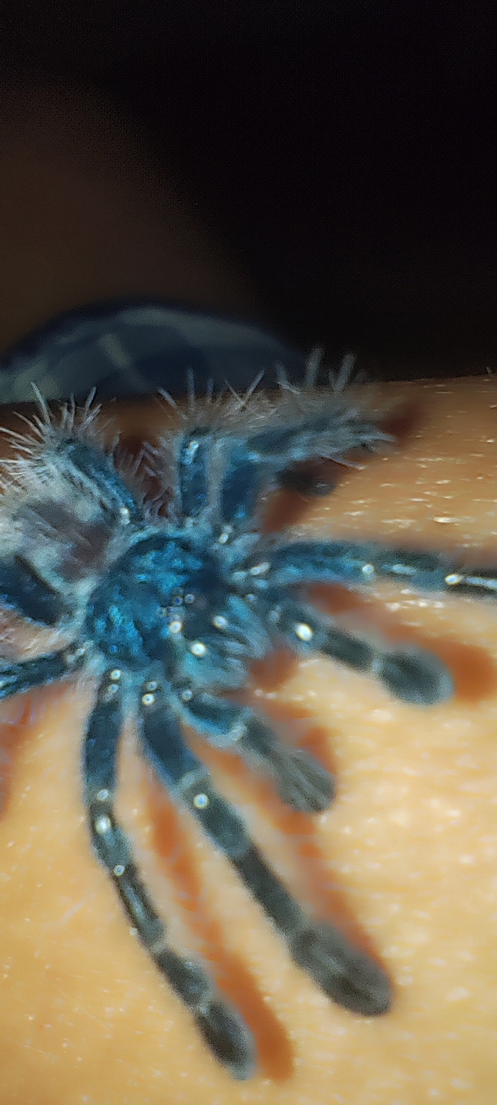 Caribena Versicolour (avicularia)