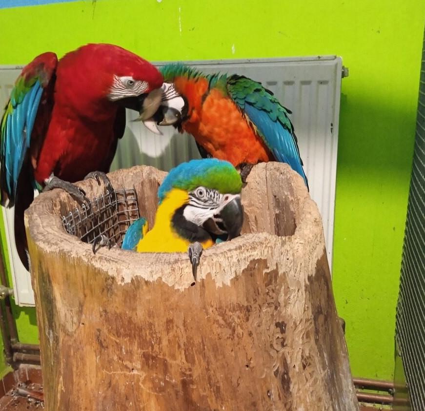 Продається молодий ара з клітини