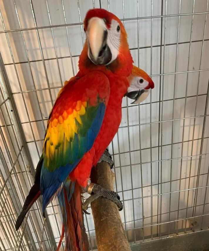 Продається молодий ара з клітини