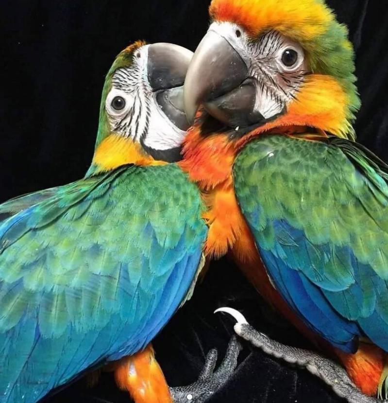Пара попугаев Ара ищет новый дом. Цена договорная