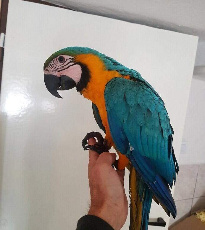 Пара попугаев Ара ищет новый дом. Цена договорная