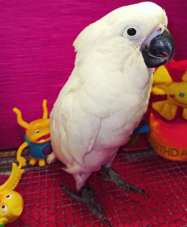 Красивая какада, ручной работы. Цена договорная