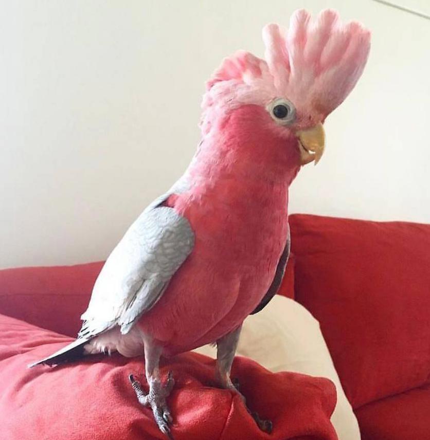 Красивая какада, ручной работы. Цена договорная