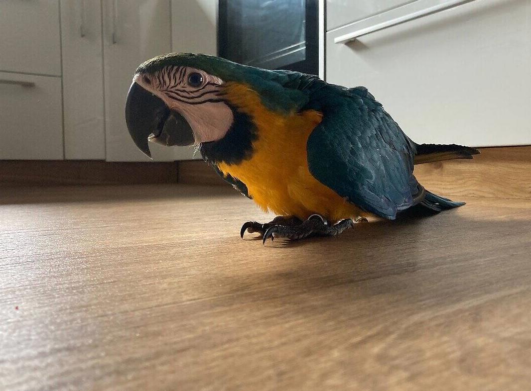 Продажа попугая Ара. Цена договорная