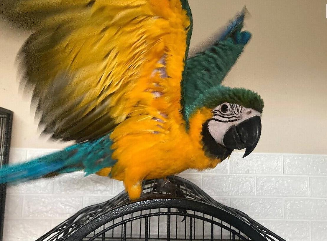 Продажа попугая Ара. Цена договорная