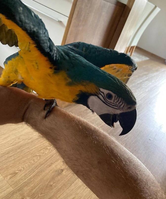 Продається розумний папуга Ара