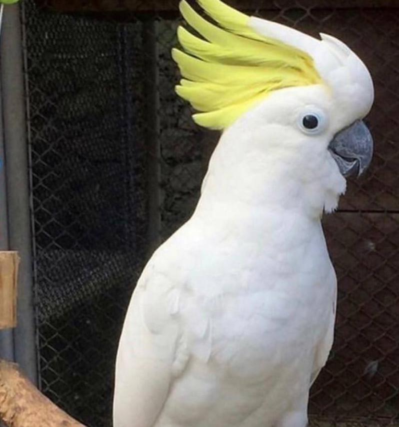 Какаду з гарним голосом. Продам з кліткою