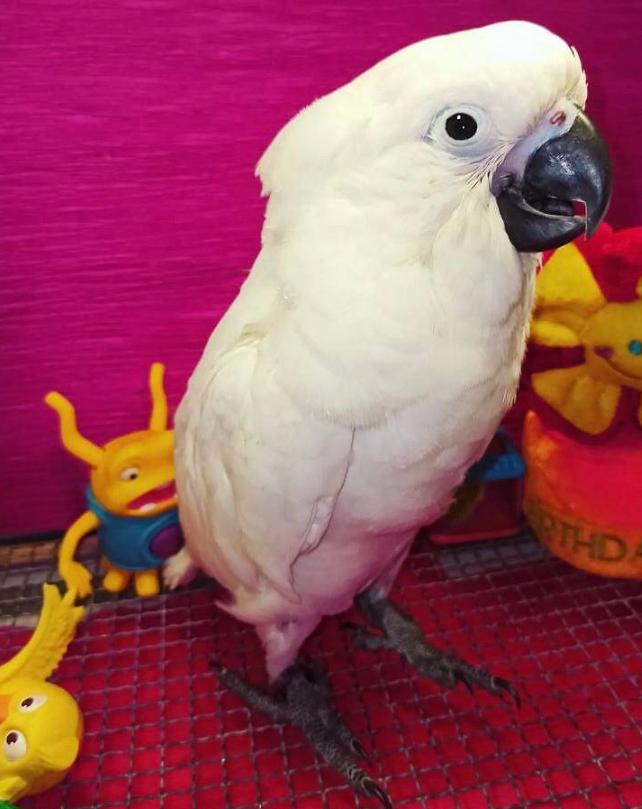Какаду з гарним голосом. Продам з кліткою