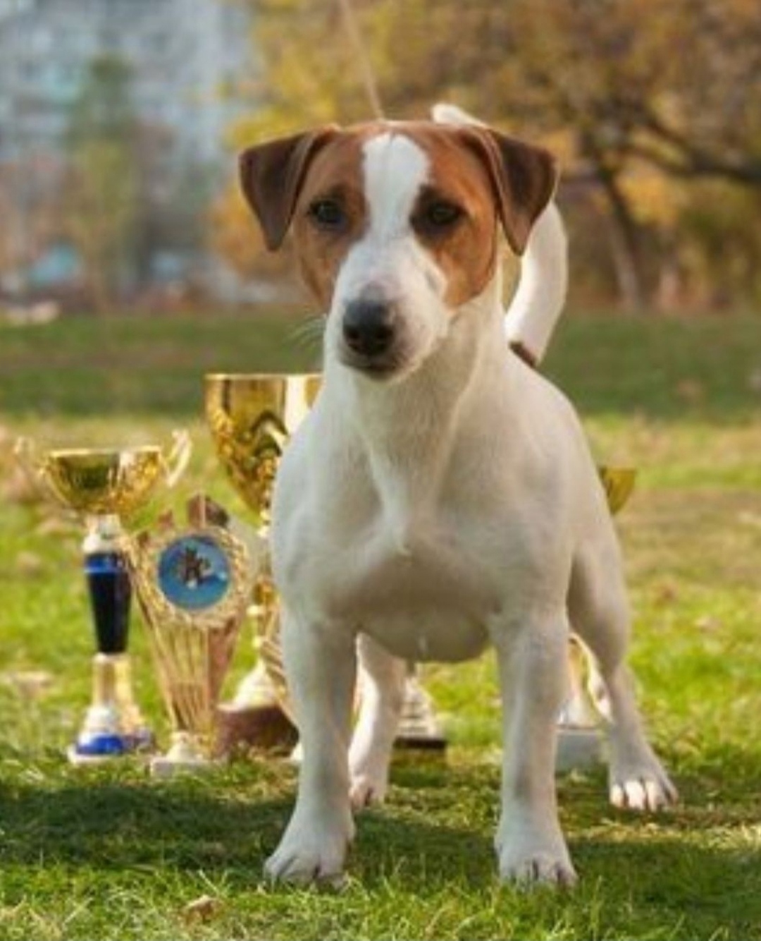 Вязка Джек Рассел терьер, чемпион