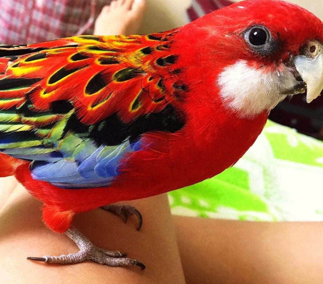 Ручні птахи, папуги розелла, рубінові, строкаті, Доставка до інших міст