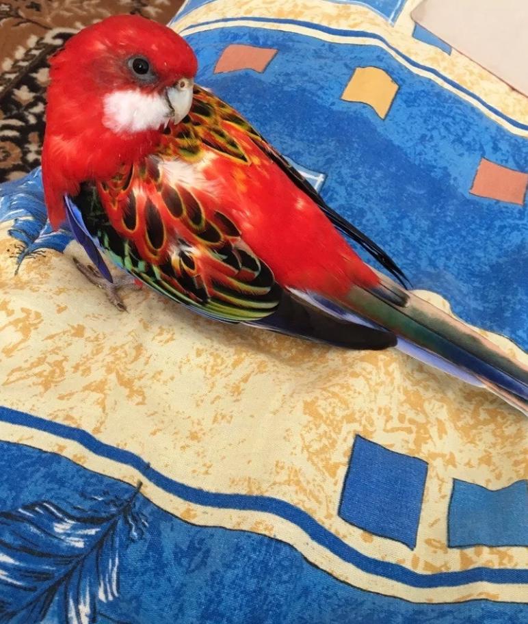 Ручні птахи, папуги розелла, рубінові, строкаті, Доставка до інших міст