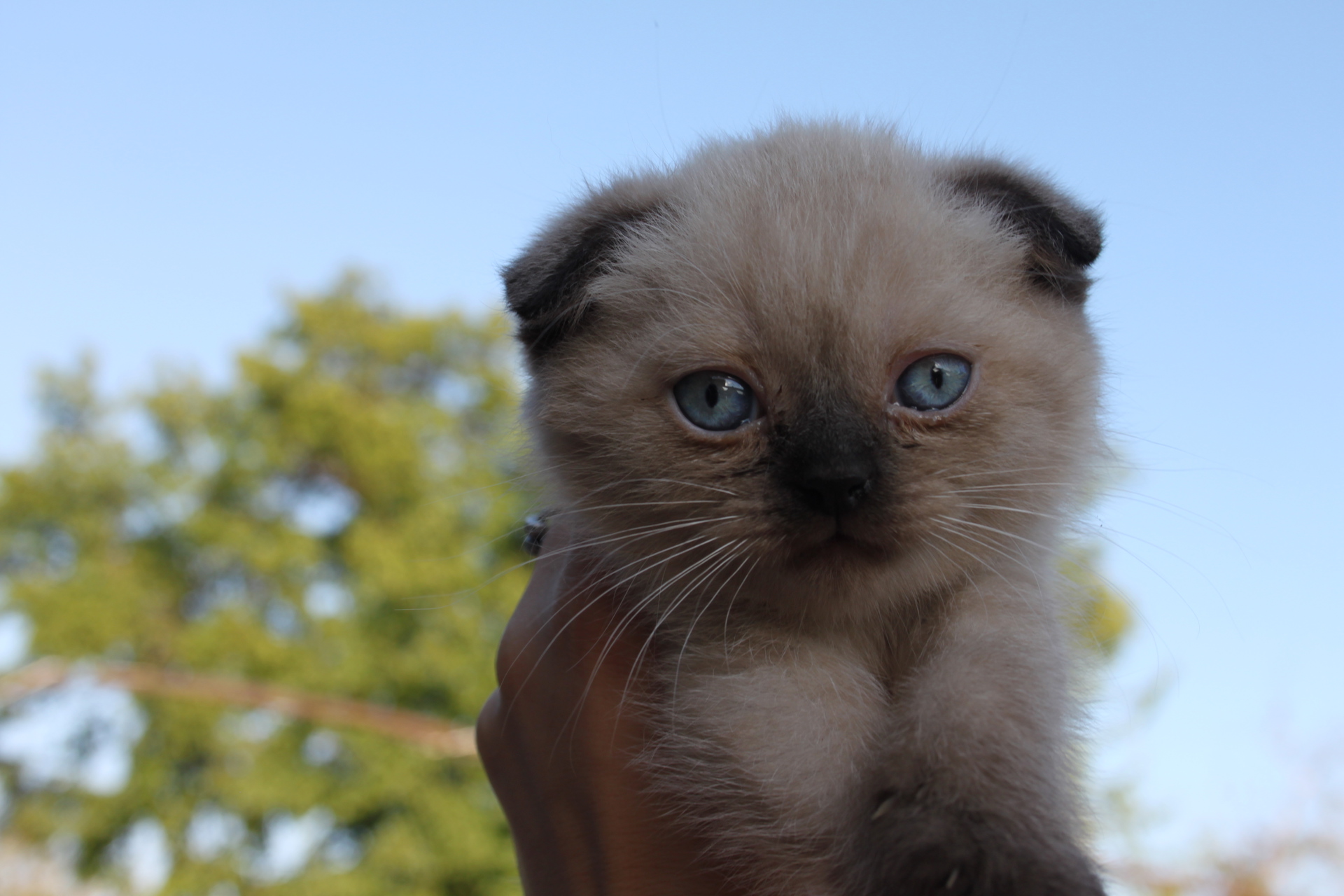 Продаються шотландські кошенята