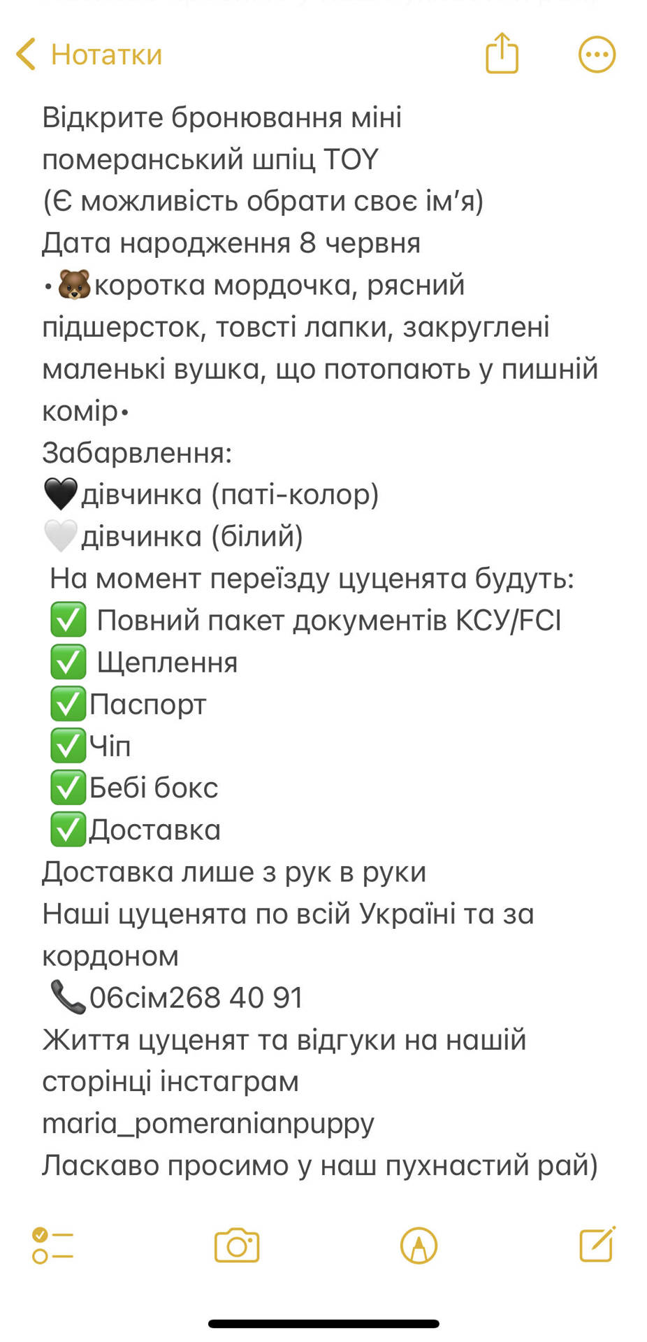 Адель, неповторна дівчинка Померанський шпіц