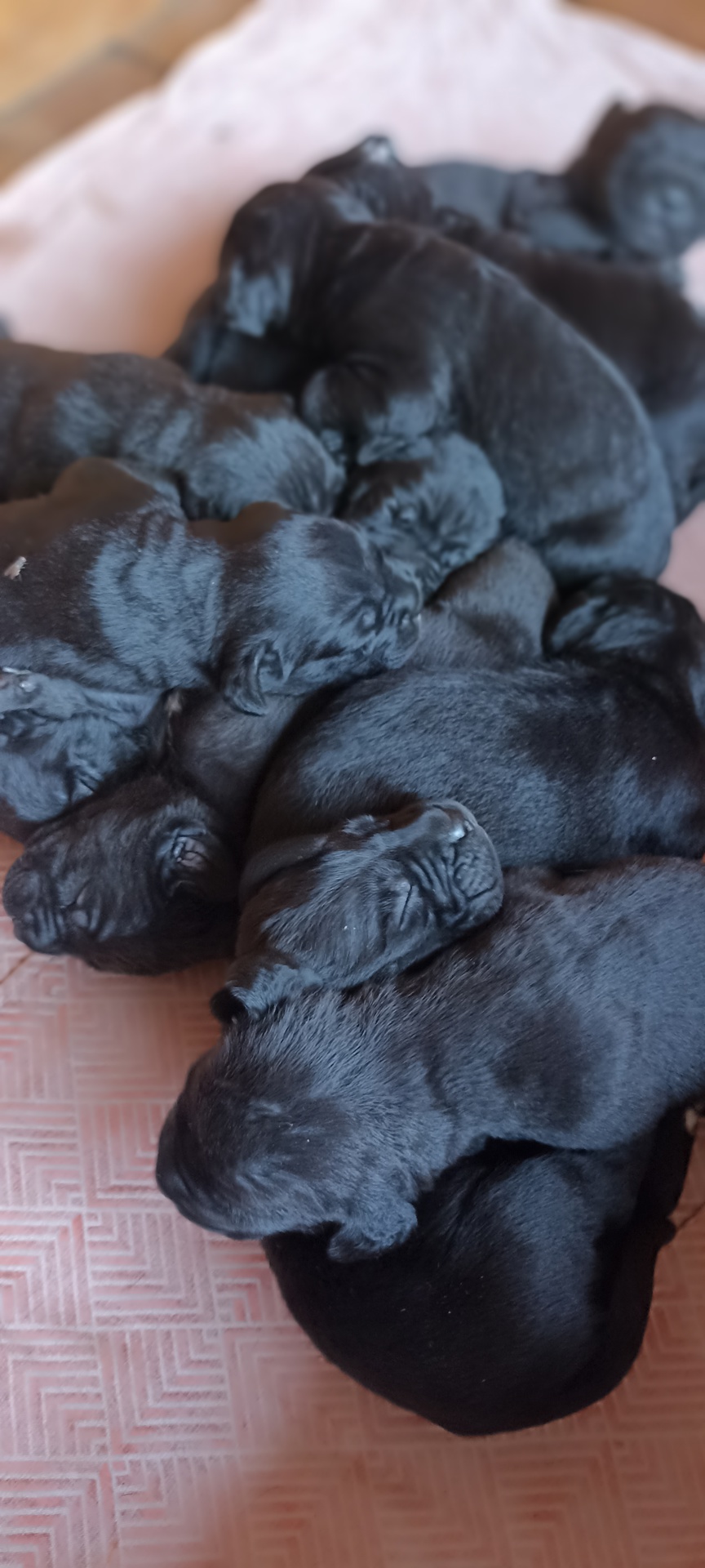 Відкрито бронювання! Кане корсо