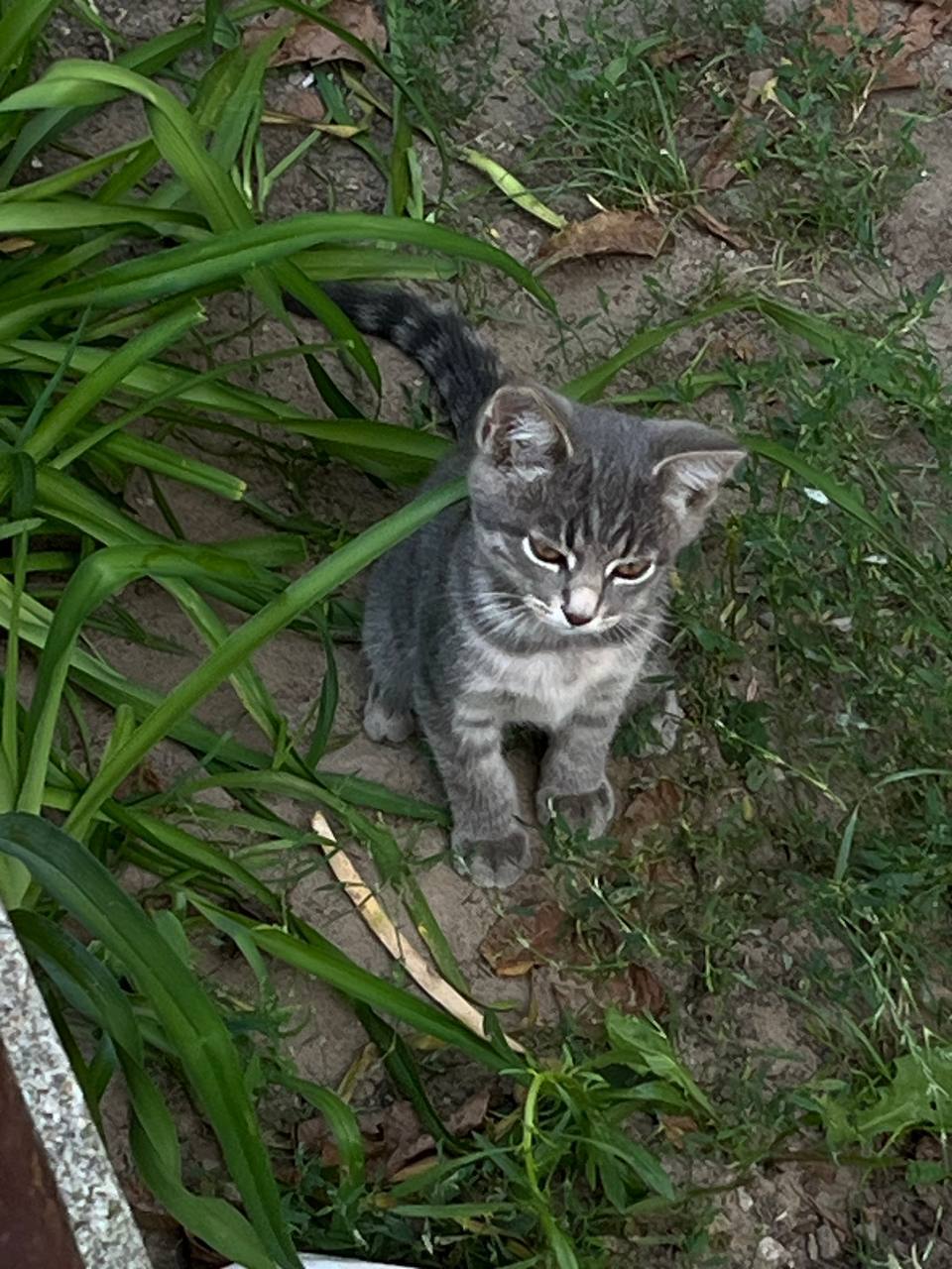 Пепельна кото-дівчинка, 5 міс. Київ, Фастів