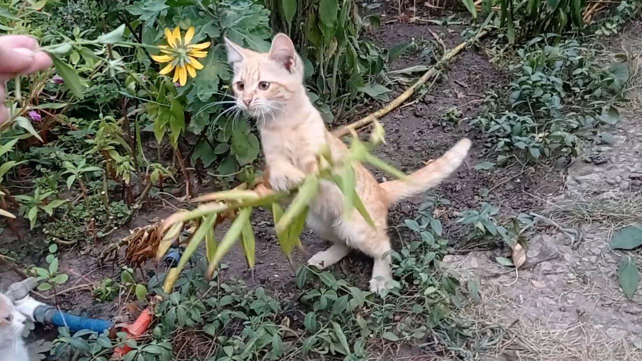 Котёнок Руденьке кошеня дівчинка