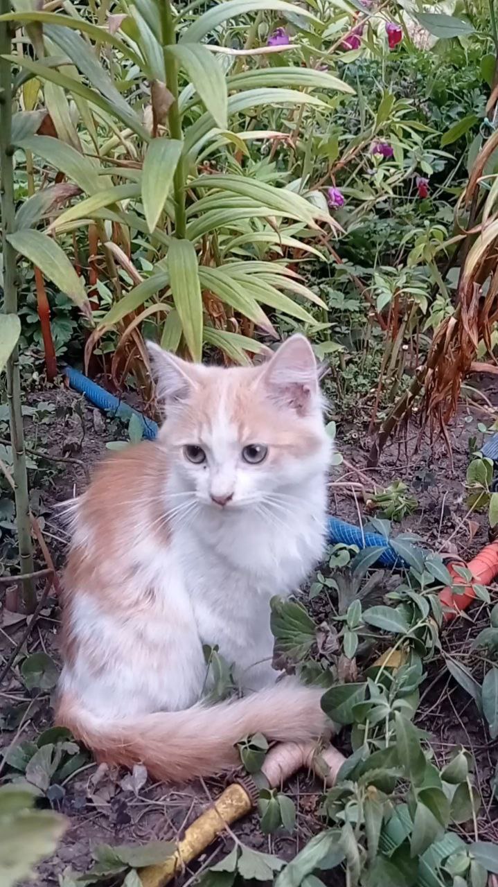 Котёнок Кошеня біле з плямами дівчинка