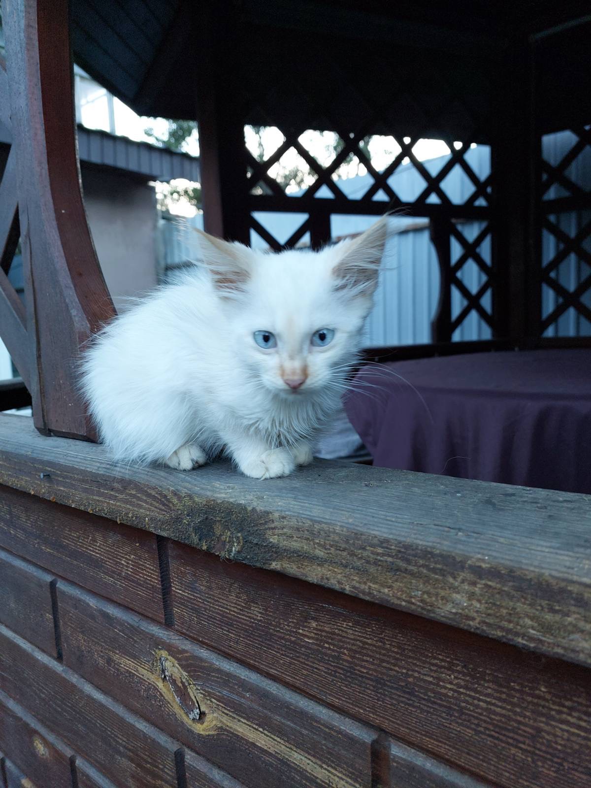 Віддамо кошенят в хороші руки