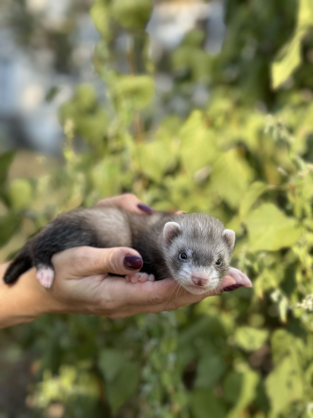 Ferret декоративный хорек - ручняе малыши фретка