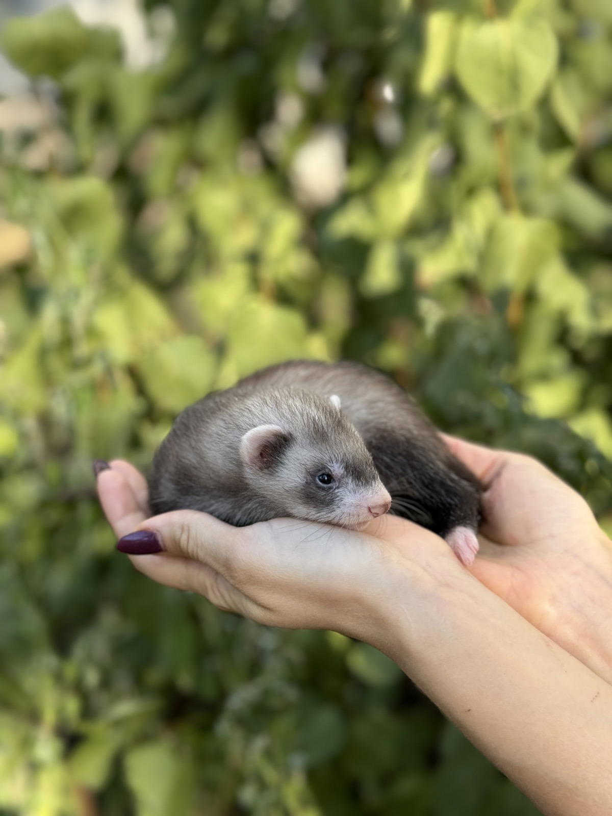 Ferret декоративный хорек - ручняе малыши фретка