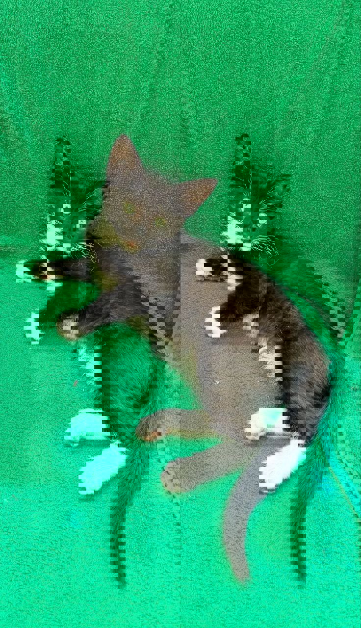 Кошенята 2,5 міс