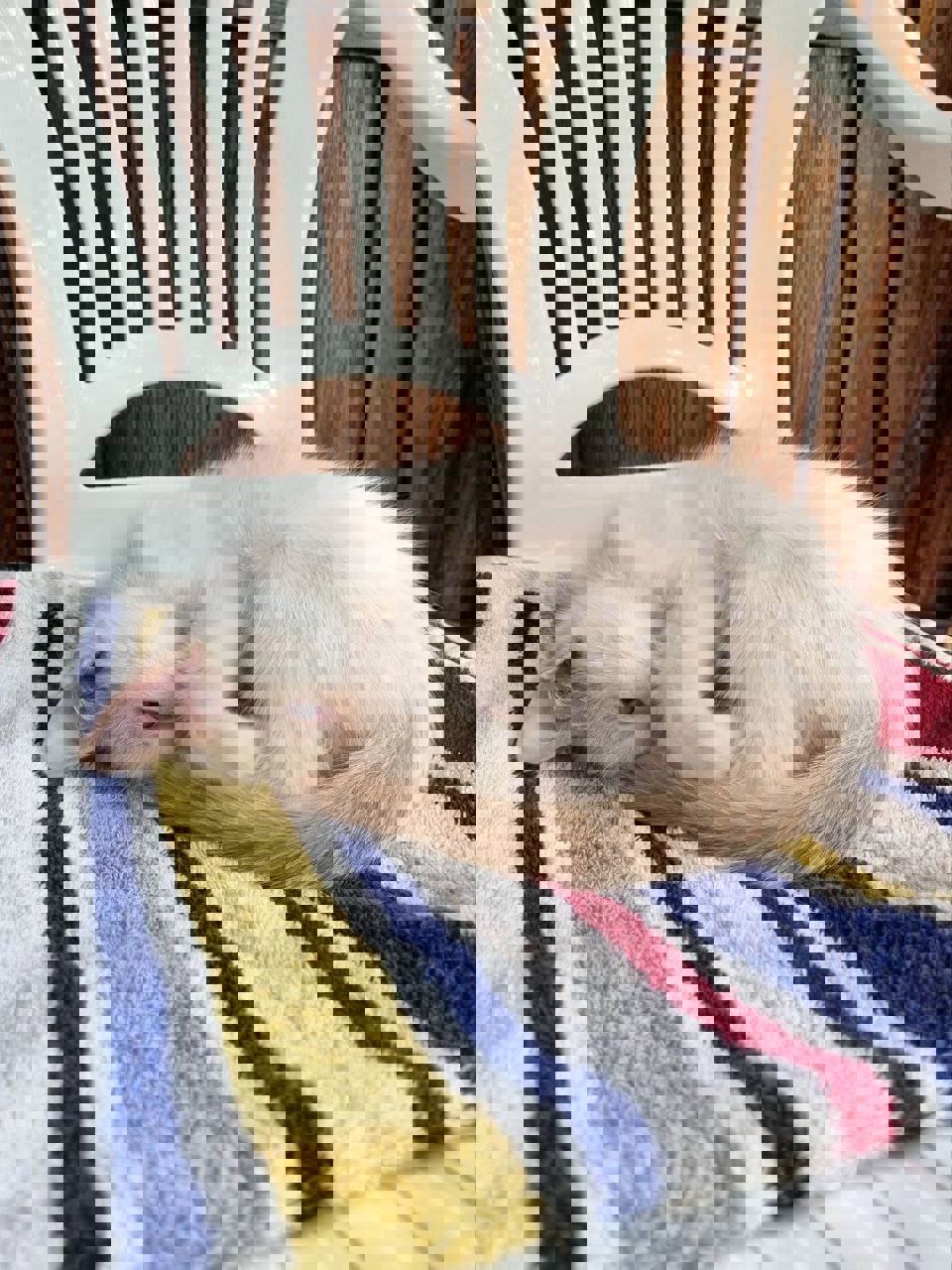Кошенята 2,5 міс