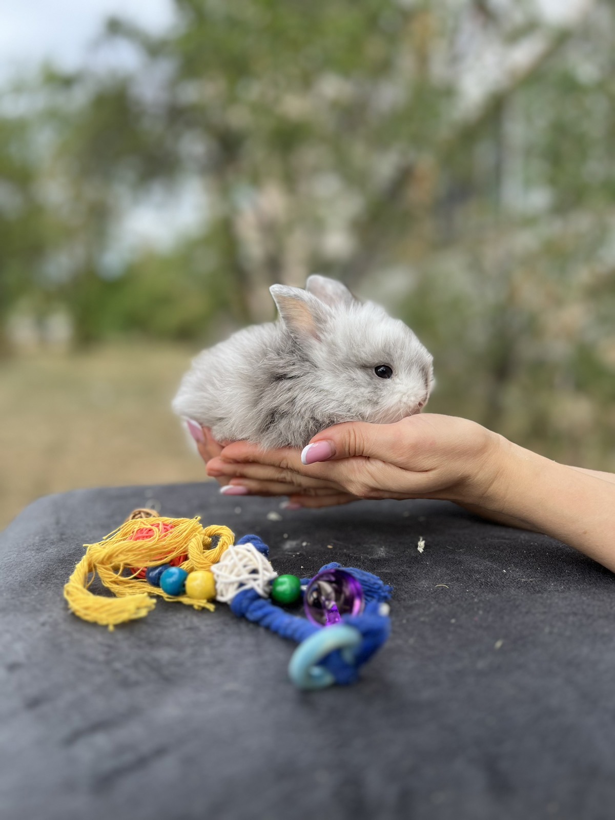 Голандський кролик мікро