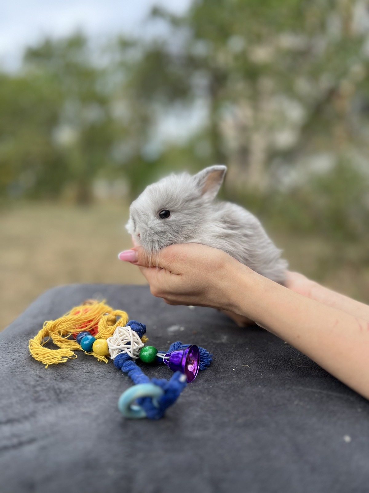 Голандський кролик мікро