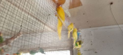 Какарік