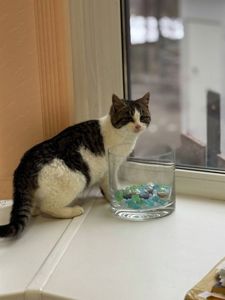 Кошеня у добрі руки