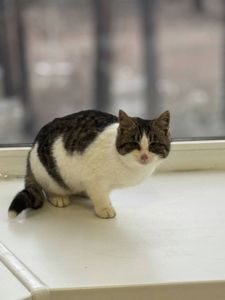 Кошеня у добрі руки