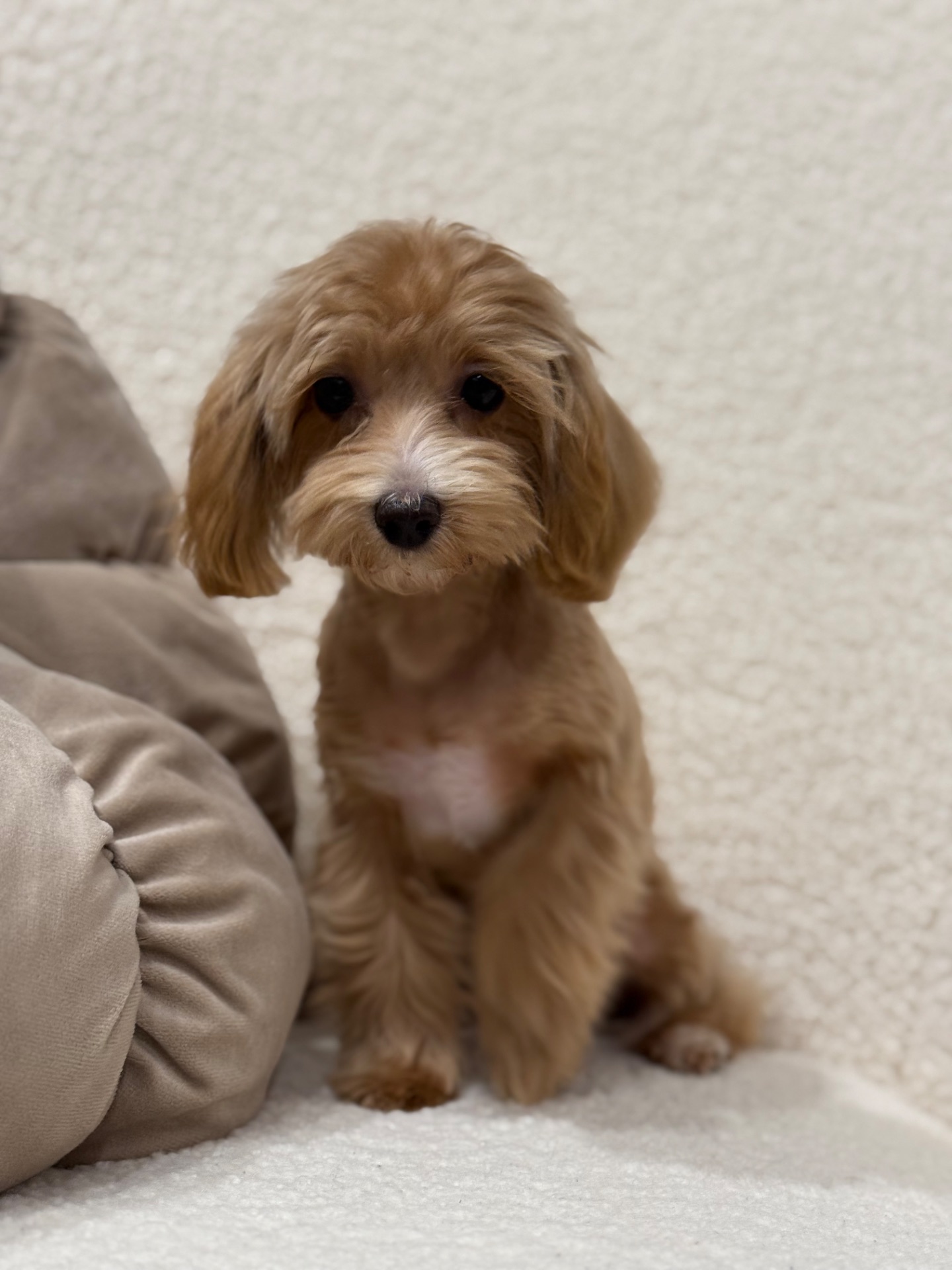 Maltipoo mini