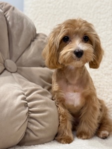 Maltipoo mini