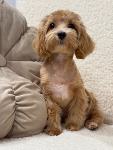 Maltipoo mini