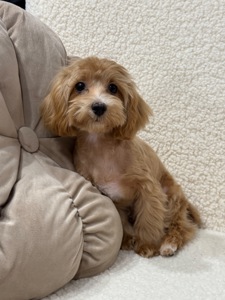 Maltipoo mini