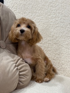 Maltipoo mini