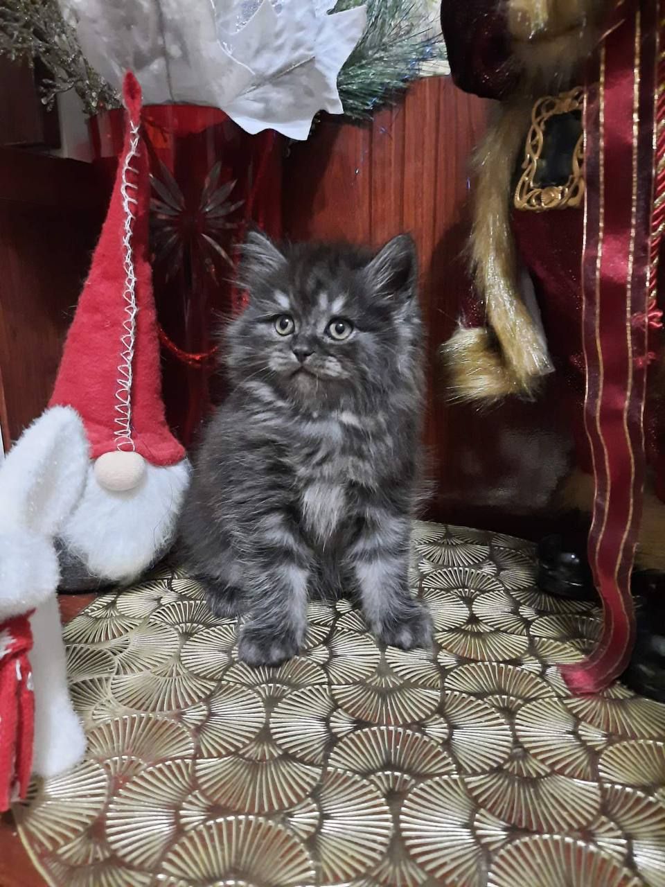 Шотландський котик